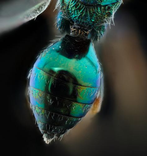Lamprotatus sp.